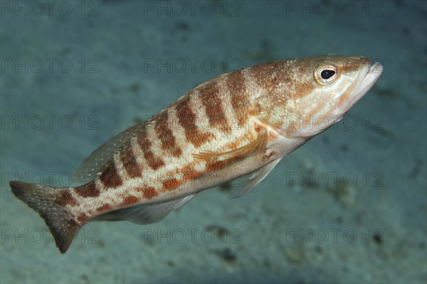 Comber (Serranus cabrilla)