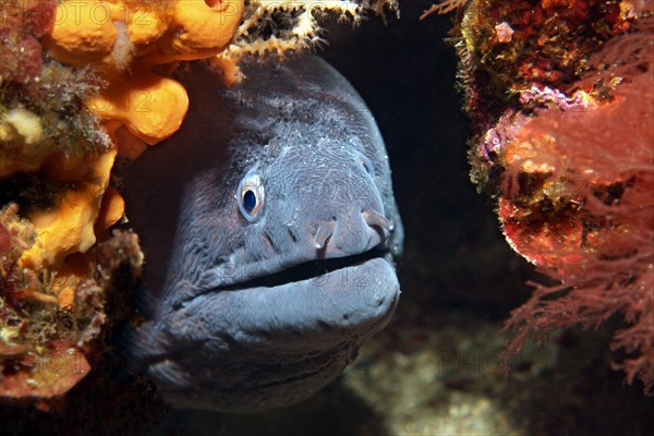 Mediterranean moray (Muraena helena) in shelter