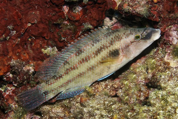 peacock wrasse (Symphodus tincta)