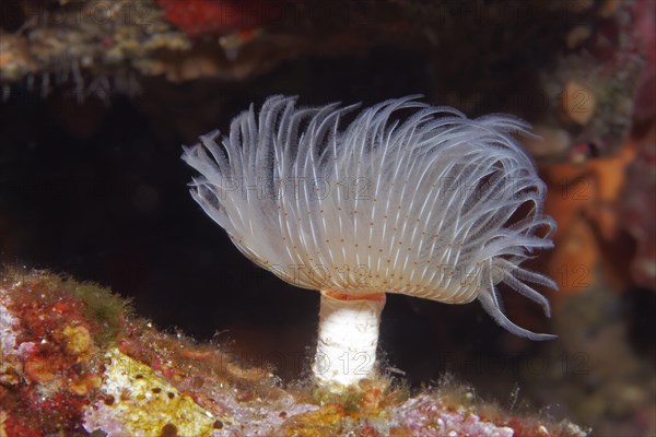 Protula tubularia (Protula Tubularia)