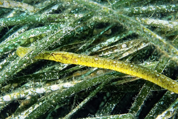 Broadnosed Pipefish (Syngnathus typhle) hiding in seagrass (Posedonia oceana)