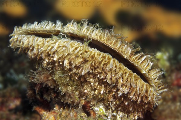 Noble pen shell (Pinna nobilis)