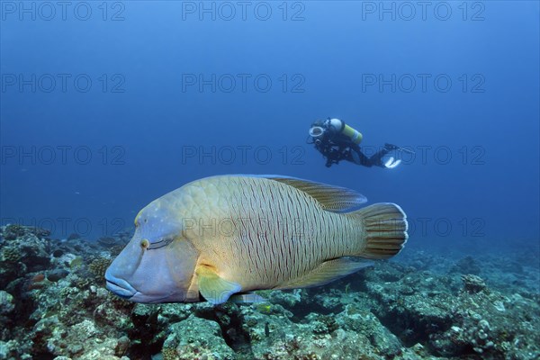 Diver observing humphead wrasse (Cheilinus undulatus)