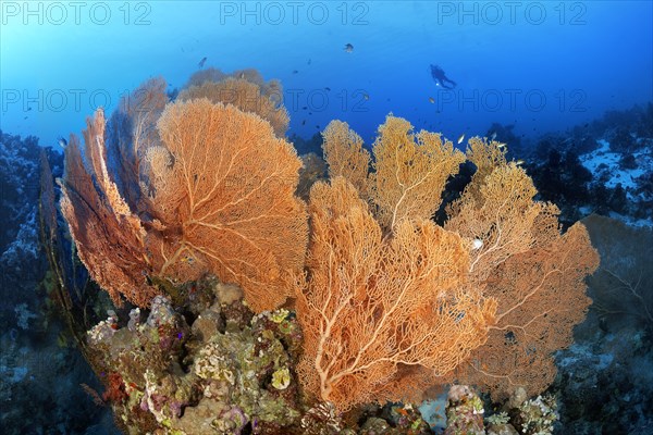 Diver floats over coral reef ridge with Giant Sea Fans (Annella mollis)