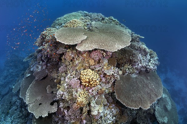 Large coral block with Steinkoralle sp. (Acropora robusta) and other stone corals (Hexacorallia)