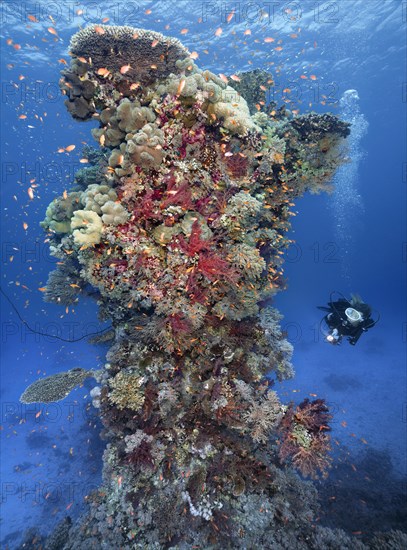 Diver with lamp looking at coral reef