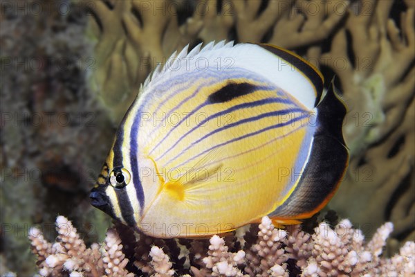 Blacktail butterflyfish (Chaetodon austriacus) floats over Acropora Coral (Acroporidae)