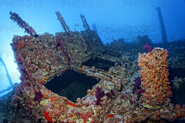 Overgrown shipwreck of the Numidia