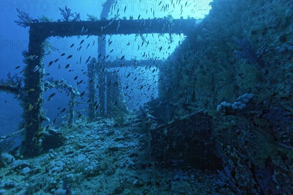 Overgrown shipwreck of the Numidia