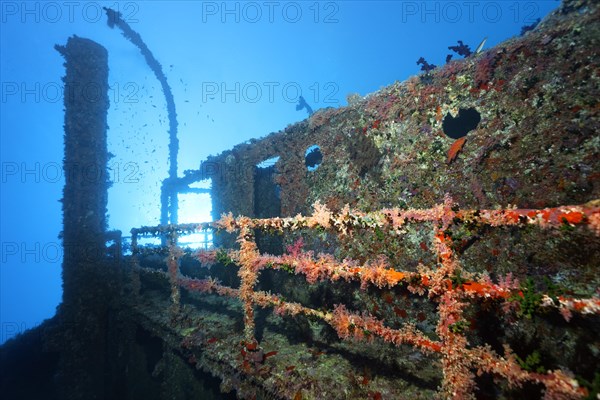 Overgrown shipwreck of the Numidia