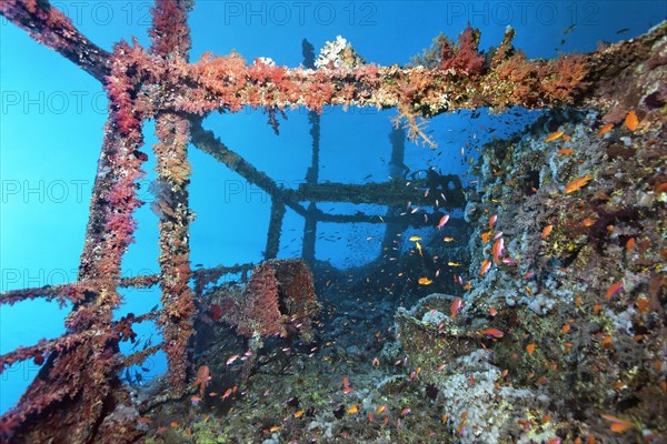 Overgrown shipwreck of the Numidia