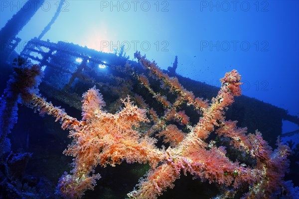 Overgrown shipwreck of the Numidia