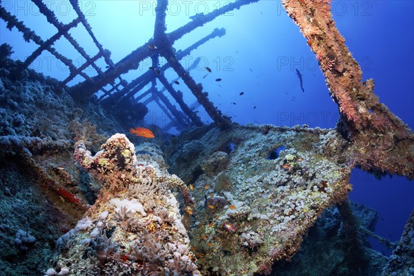 Overgrown shipwreck of the Numidia