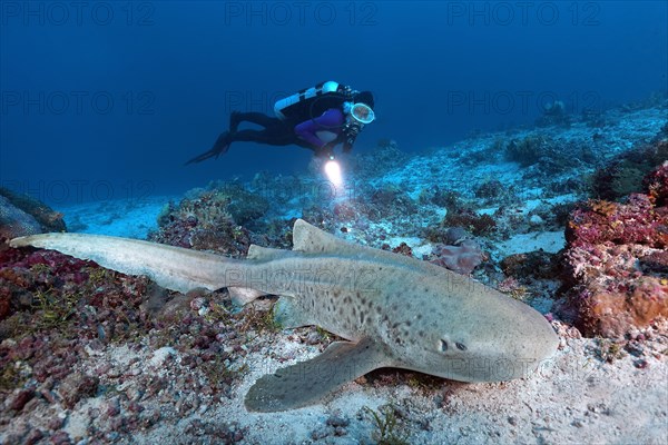 Diver observes zebra shark (Stegostoma fasciatum)