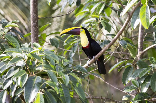 Black Mandibled Toucan (Ramphastos ambiguus)