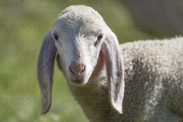 Domestic sheep (Ovis orientalis aries)