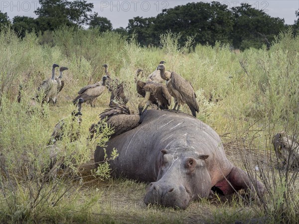 White-backed vulture (Gyps africanus) on dead Hippo (Hippopotamus amphibius)