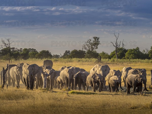 Elephant herd (Loxodonta africana) on the way to the water