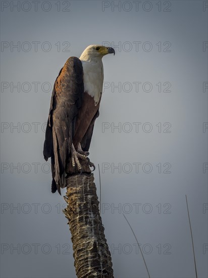Western osprey on post (Pandion haliaetus)