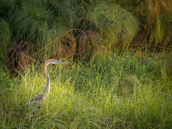 Goliath heron (Ardea goliath) in reed