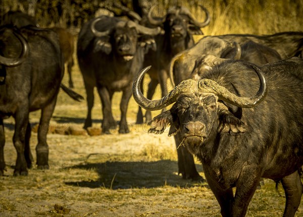 Cape buffalo (Syncerus caffer)