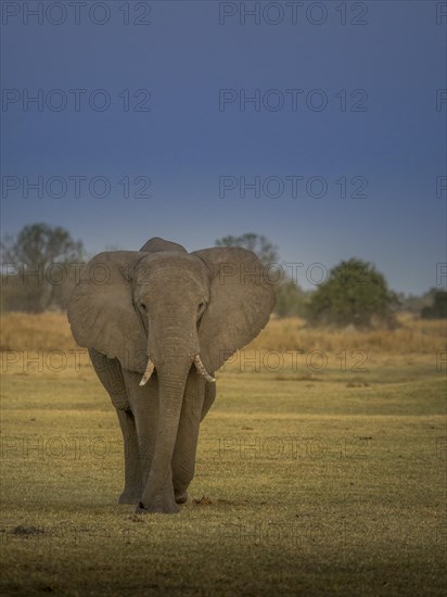 Elephant bull (Loxodonta africana)