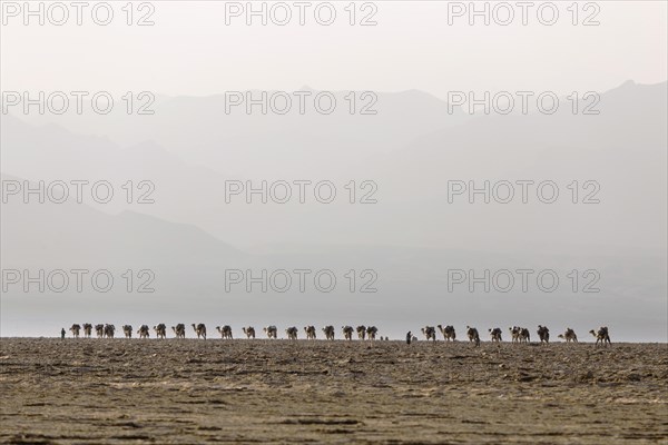 Camel caravan carrying salt from the salt mines of Dallol