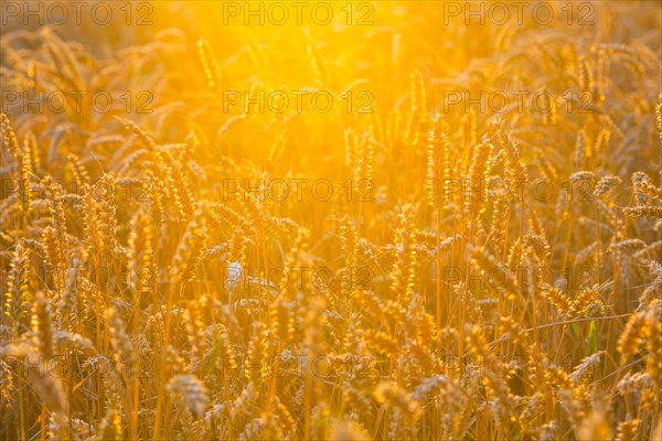 Ears of wheat (Triticum aestivum) in a wheat field in the evening