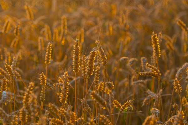 Ears of wheat (Triticum aestivum) in a wheat field in the evening