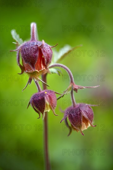 Alpine water avens (Geum rivale)