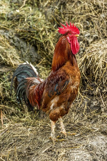 Chicken (Gallus gallus domesticus)