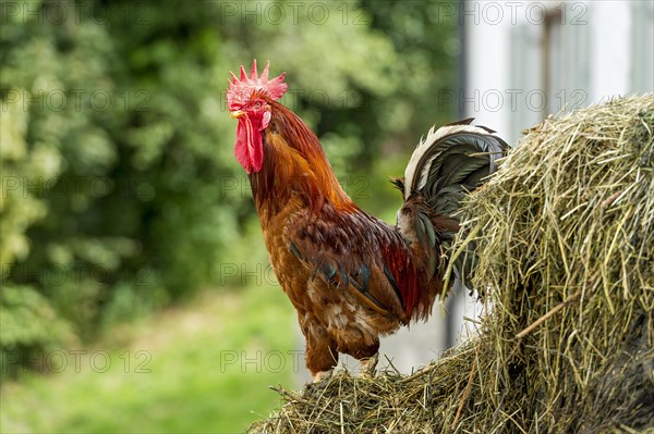 Chicken (Gallus gallus domesticus)