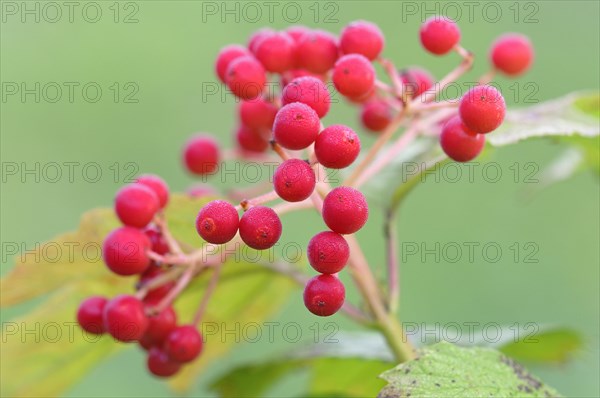 Guelder rose (Viburnum opulus)