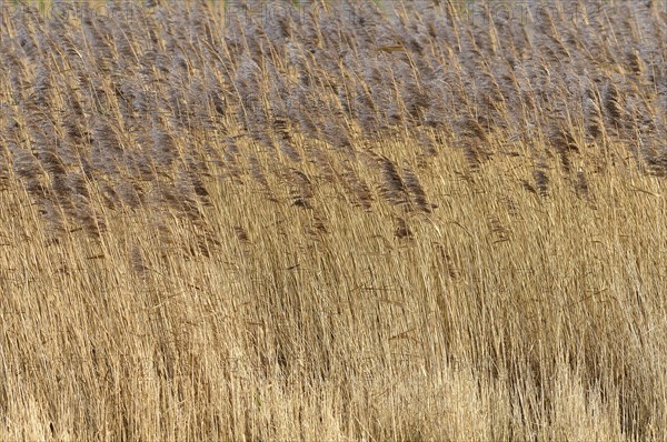 Common reeds (Phragmites australis) in wind
