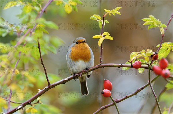 Robin (Erithacus rubecula) sitting on a branch