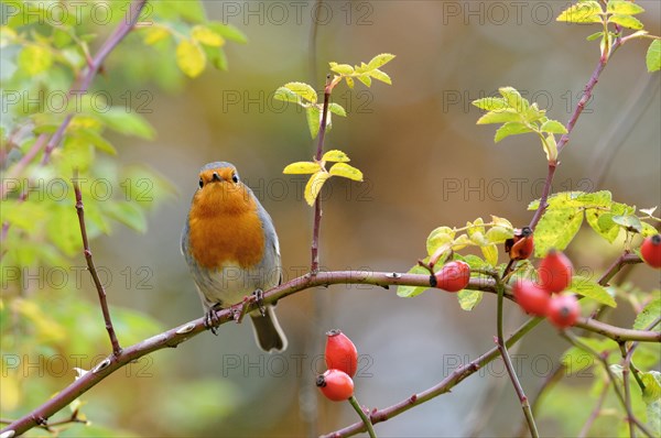 Robin (Erithacus rubecula) sitting on a branch