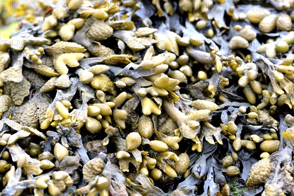 Rockweed (Ascophyllum nodosum)