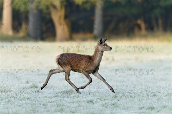 Red deer (Cervus elaphus)