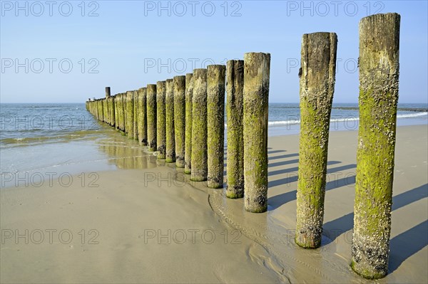 Groynes with algae and Barnacles (Balanidae) at low tide