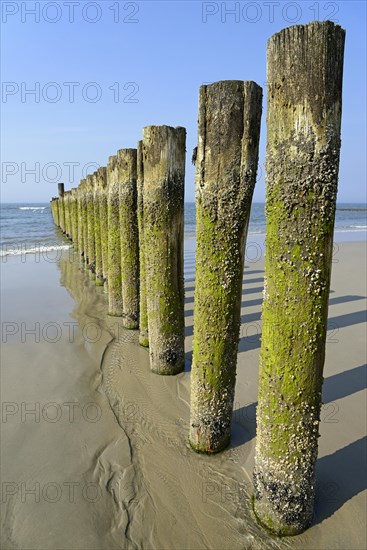 Groynes with algae and Barnacles (Balanidae) at low tide