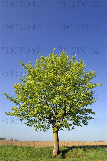 Maple (Acer)