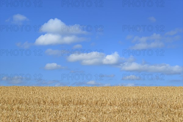 Barley field (Hordeum vulgare) in front of blue sky with cumulus clouds (Cumulus)