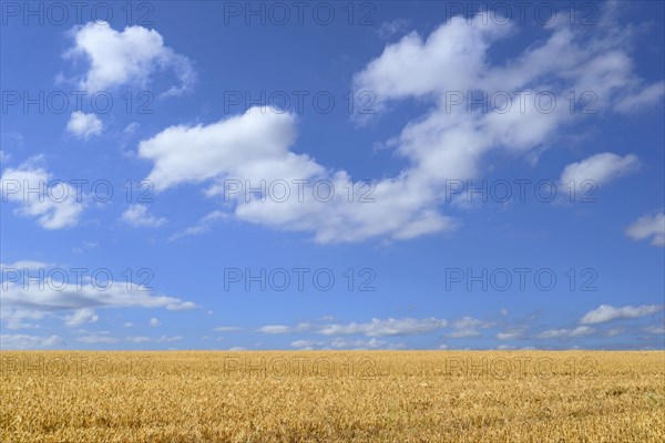 Barley field (Hordeum vulgare) in front of blue sky with cumulus clouds (Cumulus)