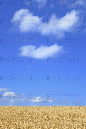 Barley field (Hordeum vulgare) in front of blue sky with cumulus clouds (Cumulus)