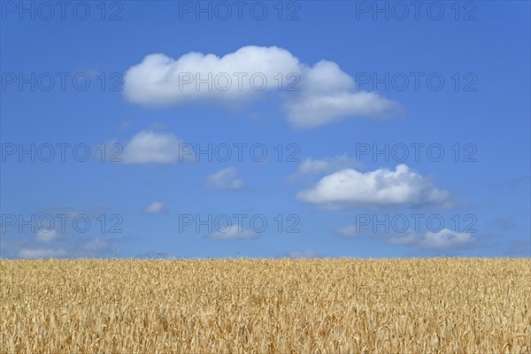 Barley field (Hordeum vulgare) in front of blue sky with cumulus clouds (Cumulus)