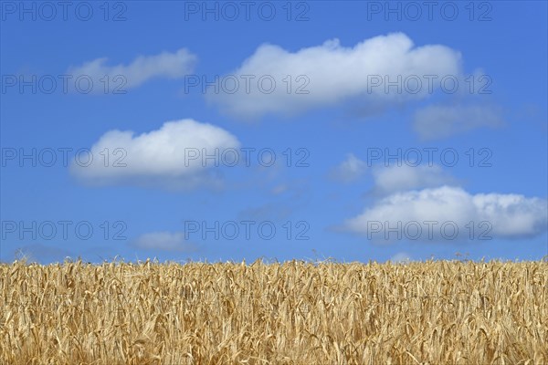 Barley field (Hordeum vulgare) in front of blue sky with cumulus clouds (Cumulus)