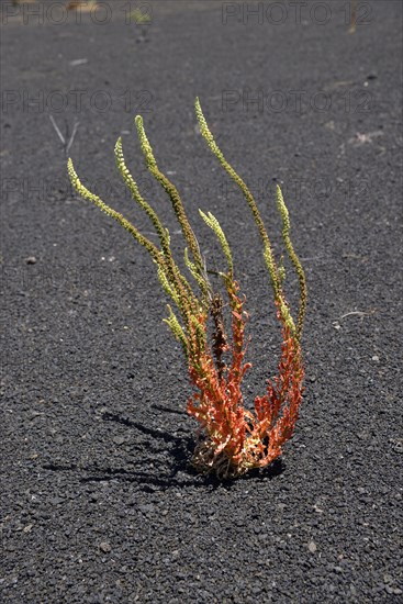 Dyer's rocket (Reseda luteola) in volcanic rock