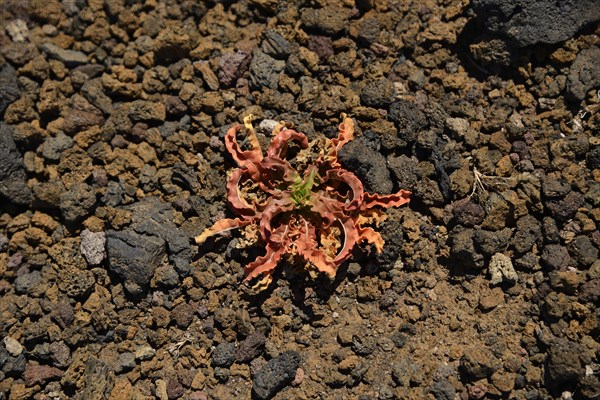 Rosette of leaves of dyer's rocket (Reseda luteola) in volcanic rock