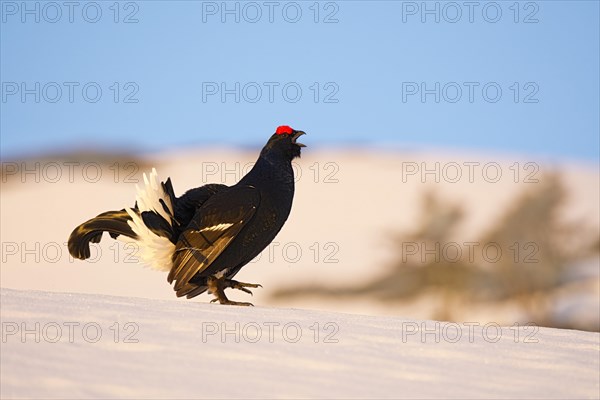 Black Grouse (Lyrurus tetrix) in snow