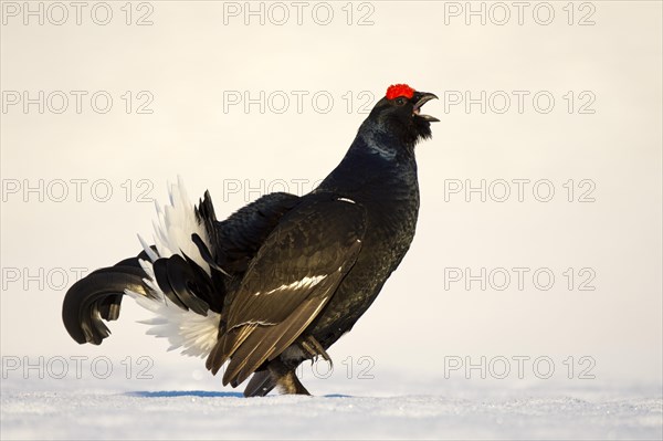 Black Grouse (Lyrurus tetrix) in snow